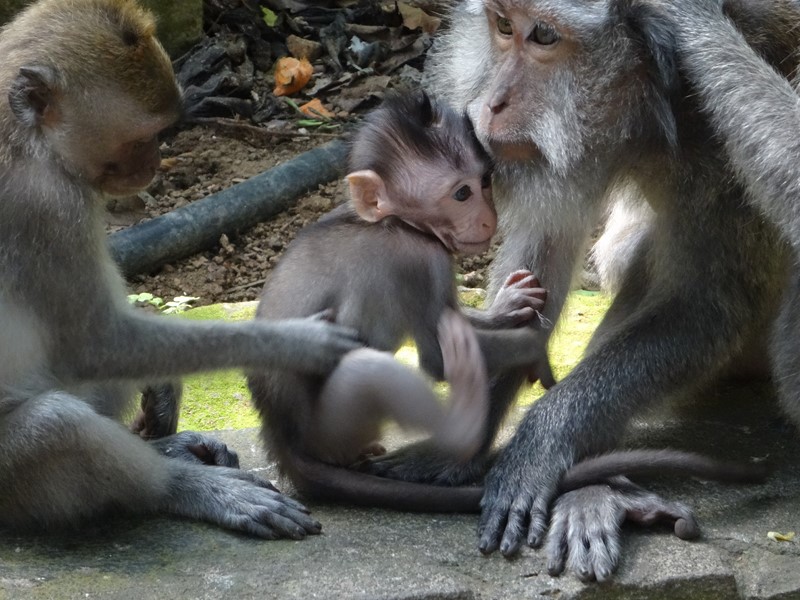 DSC04356 - Sanctuaire des singes - Bali - Indonésie